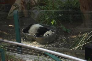 San Diego Zoo - Panda