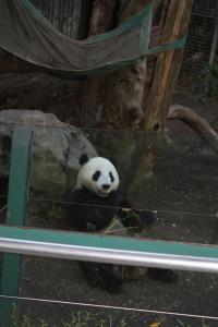 San Diego Zoo - Panda