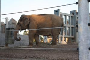 San Diego Zoo - Elephant