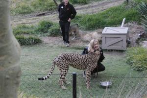 Safari Park - Cheetah live demo on speed.